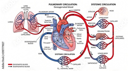Anatomical illustration of human pulmonary and systemic circulation for medical education