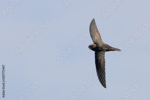 Canvas Print Common swift banking in flight