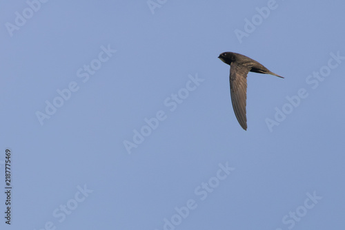 Quadro su tela Common swift in flight against a blue sky