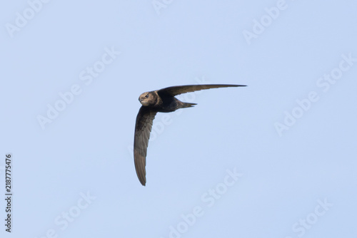 Foto Common swift in flight showing pale throat