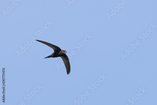 Konstfotografi Common swift in flight against a blue sky