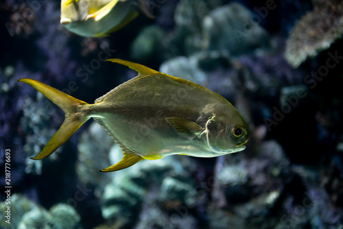 Pompano Fish Closeup. Fresh Pompano Fish on a Natural Background. Pompano Fish Detail Showing Natural Scales.