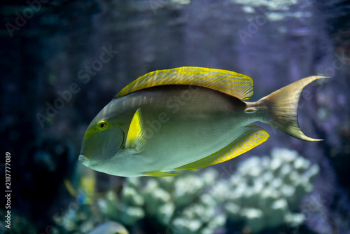 Yellowfin Surgeonfish Swimming in a Tropical Marine Habitat. Yellowfin Surgeonfish Underwater in the Ocean. Yellowfin Surgeonfish in Natural Coral Reef Environment.