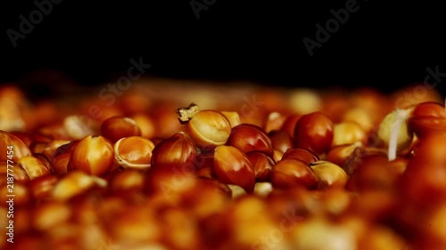 Macro footage of millet seeds trying to grow into plants but starting to fade filmed in time lapse. Herb grains are not germinating because of bad conditions. Concept of botany and agriculture