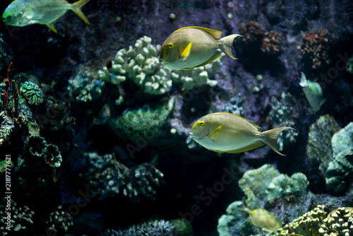 Yellowfin Surgeonfish Swimming in a Tropical Marine Habitat. Yellowfin Surgeonfish Underwater in the Ocean. Yellowfin Surgeonfish in Natural Coral Reef Environment.