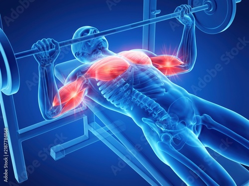 A 3D medical visualization of a human body performing a bench press with active muscles highlighted.
