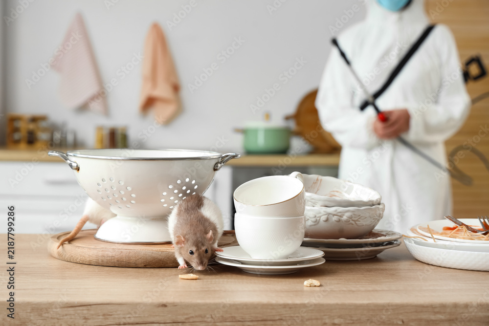 Obraz premium Pest control and home hygiene, rat infestation in kitchen with professional exterminator in protective suit cleaning dirty dishes and food waste