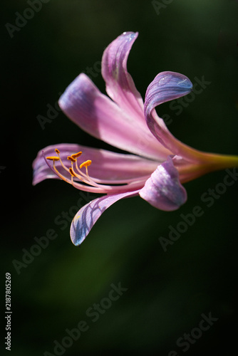 Foto Close-up macro of a Crossandra flower: high-def photo of pink-purple gradient pe