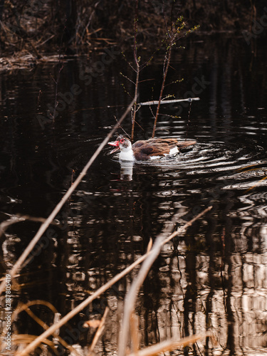 Obraz na plátně duck quacking on water