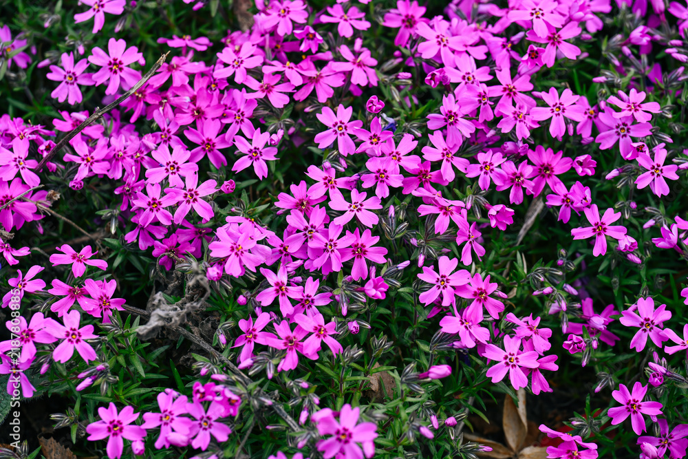Obraz premium Pink phlox subulata flowers textury background with copy space for text on blooming ground cover plant in spring