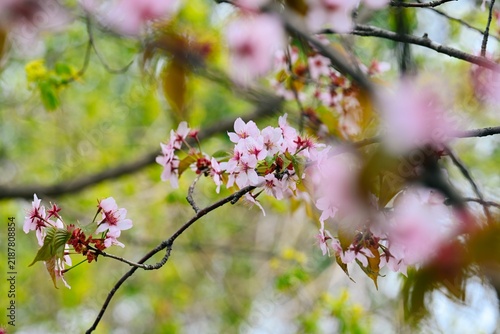 Картината върху платно Oriental cherry bloom on woody branch with empty space on defocused outdoor back