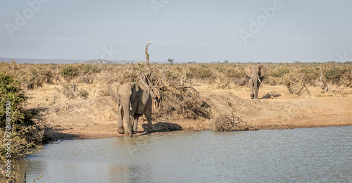 Fotografía Two African elephants at a waterhole in dry savanna habitat
