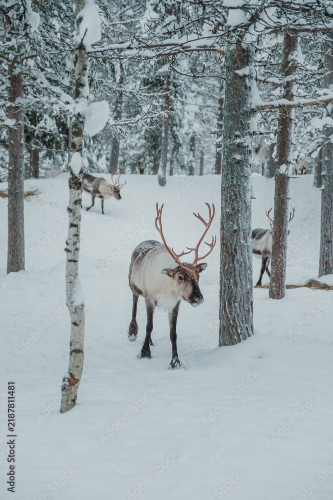 Obraz premium Antlered reindeer standing or walking among snow-covered trees in Pyha, Finnish Lapland.