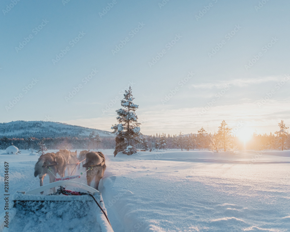 Obraz premium Sled dogs pulling a sled across a snowy landscape beneath low winter sunlight in Pyha, Finland.