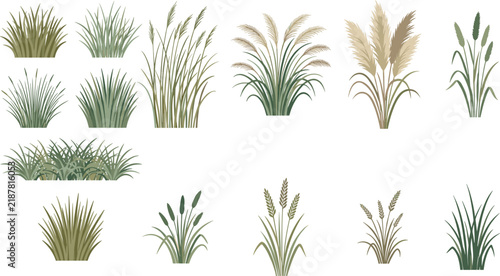 Pampas Grass Meadow Reeds Cattails and Wild Ornamental Grass Tufts Set
