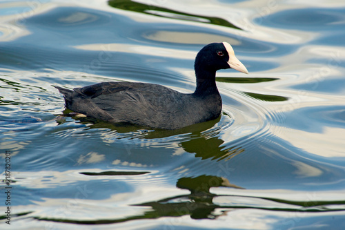 Quadro su tela Hawaiian coot birds in a pond in Ho'omaluhia Botanical Garden