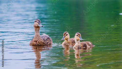 Obraz na płótnie family of ducks
