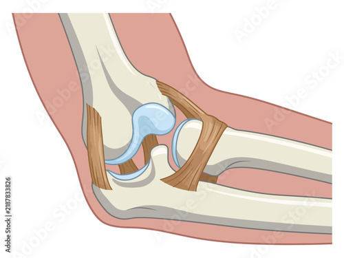 Anatomical diagram of the human elbow joint showing bones and ligaments with human anatomy skeletal system medical illustration bone anatomy human body orthopedic study anatomy science