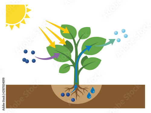 Educational diagram showing the process of photosynthesis in a green plant with plant biology sunlight energy carbon dioxide oxygen production botany illustration science diagram plant growth