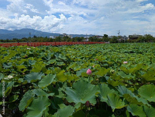 Lotus flower bloomed
