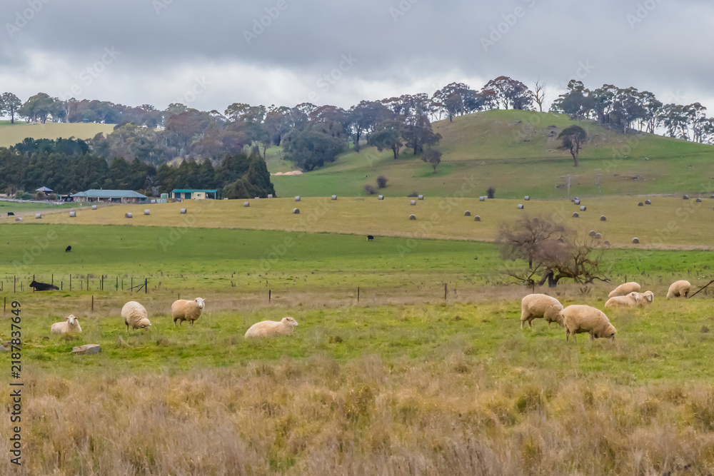Obraz premium Overcast Winter Australian Country Landscape