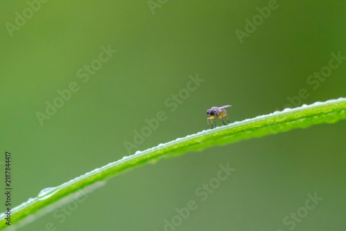 Принти на полотні Small insect resting on a slender green stem