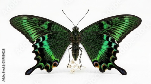 Green butterfly illustration with detailed wings and antennae on white background butterfly antennae wildlife illustration isolated detailed symmetry specimen entomology creature decoration