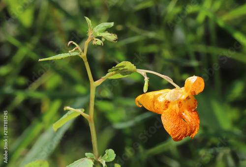 Fotografía Lateral view of a pretty orange flower of the Common Jewelweed (Impatiens capensis) hanging from the tall plant stem