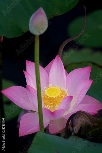 Vibrant pink lotus flower blooming illuminated by sunlight in a pond, surrounded by young flower buds and lush green lily pads