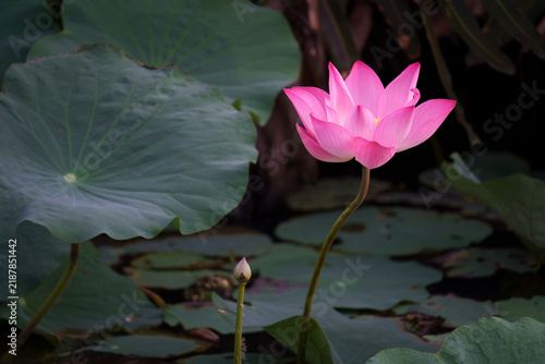 Vibrant pink lotus flower blooming illuminated by sunlight in a pond, surrounded by young flower buds and lush green lily pads