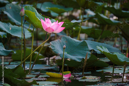 Vibrant pink lotus flower blooming illuminated by sunlight in a pond, surrounded by young flower buds and lush green lily pads