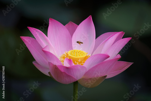 Vibrant pink lotus flower blooming illuminated by sunlight in a pond, surrounded by young flower buds and lush green lily pads
