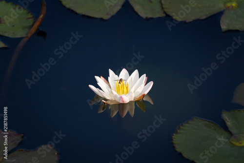 Single white water lily (Nymphaea) blooming on dark calm water with a small bee collecting pollen from its bright yellow center. 