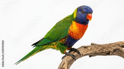 Colorful rainbow lorikeet parrot perched on a rustic wooden branch against a clean white background with lorikeet colorful wildlife tropical australian isolated background ornithology detailed