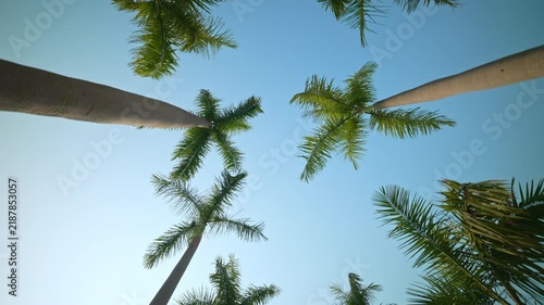 Low angle perspective of a camera moving forward under tall tropical palm trees with lush green foliage swaying in the wind against a clear and serene blue sky