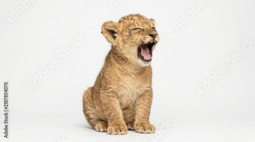 Cute lion cub sitting and yawning widely against a white background with cute animal baby lion wildlife illustration predator cub small cat adorable mammal young animal safari baby wild animal