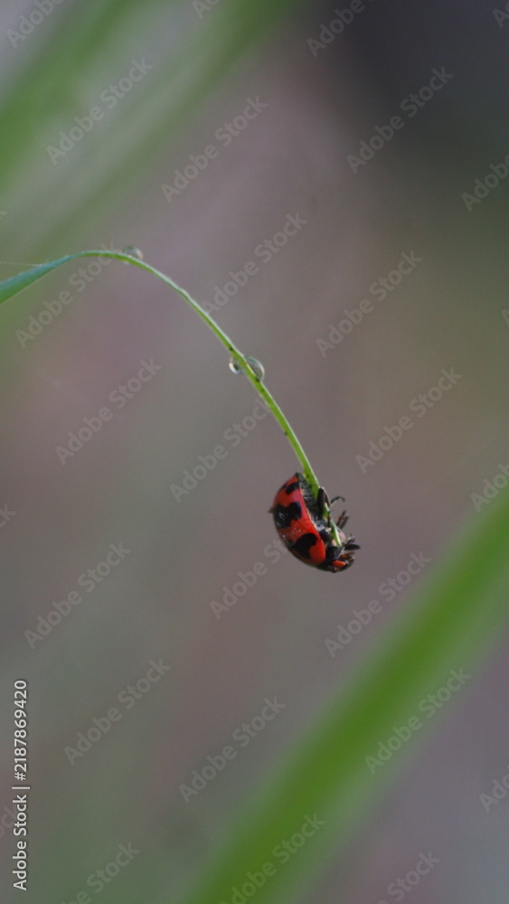 Fototapeta premium Macro Shot of Transverse Ladybug (Coccinella transversalis) Perched on Wet Grass Blade with Dewdrops