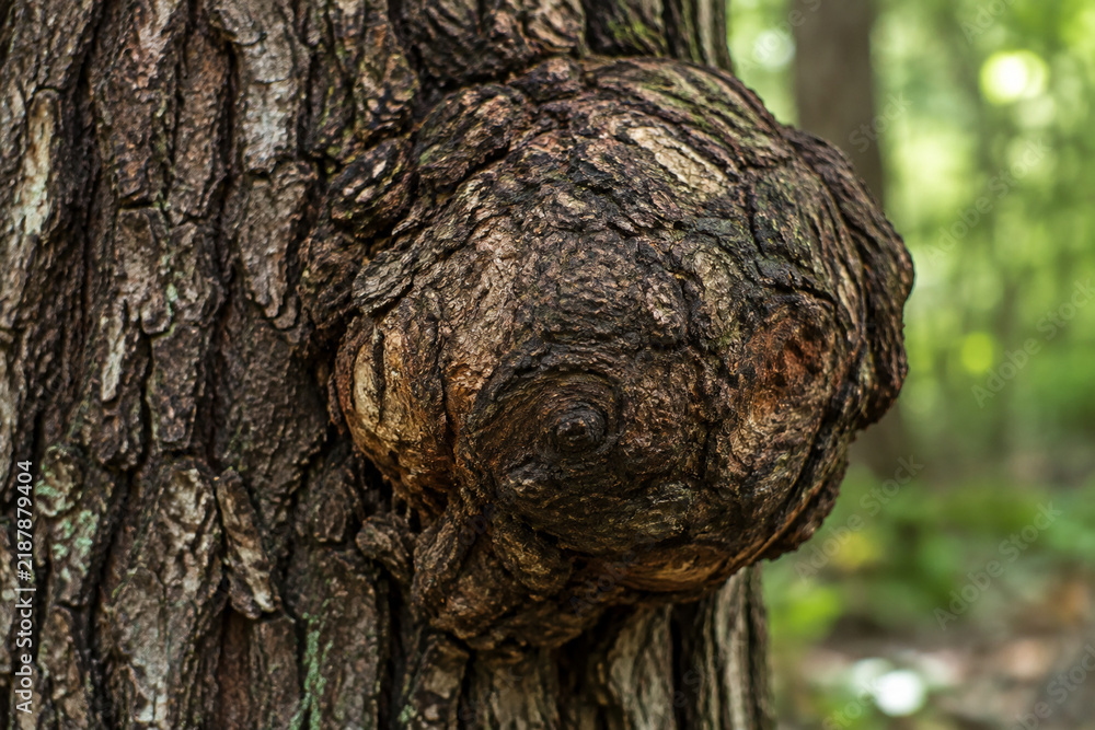 Obraz premium Close-up of a round burl growth on a tree trunk, textured dark brown bark in forest.