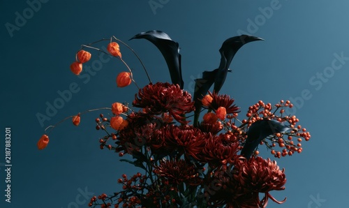 Red chrysanthemums and dark leaves against clear blue sky