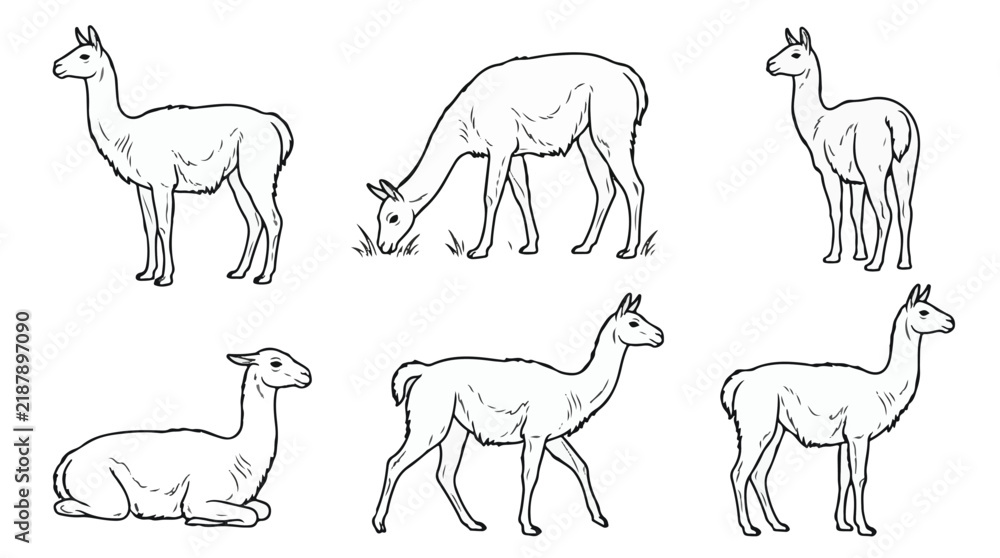 Fototapeta premium Guanaco Vector Line Art Collection South American Camelid Poses Illustration Set 