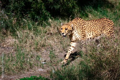 Plakat Cheetah Walking Through Tall Grass