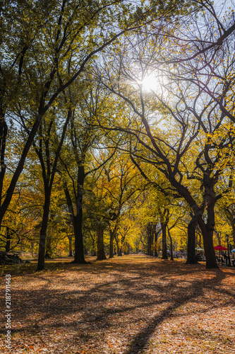 Central Park, New York City in autumn on a sunny day. Tourist landmark, vertical travel banner