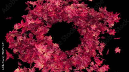 Swirling Maple Leaves on Transparent Alpha