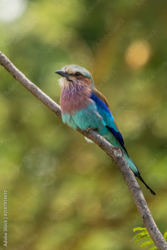 Obraz premium Lilac-breasted roller on dead stump turning head