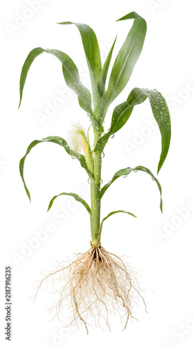A full studio shot of a young green maize corn plant showing its complete fibrous root system, stalk, leaves with fresh water droplets, and a developing ear of corn, isolated against a pure white b...