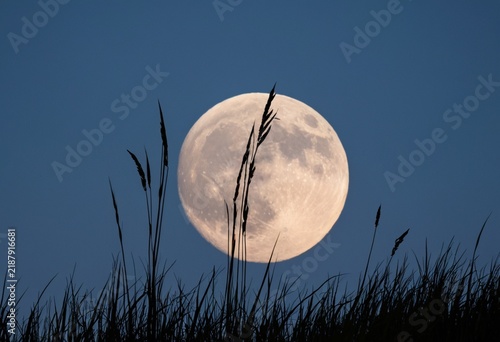 Majestic full moon rising over dark grass against a clear blue sky