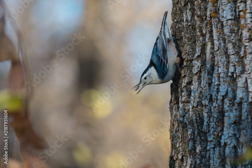 Konstfotografi Small wild bird perched on a branch in the forest