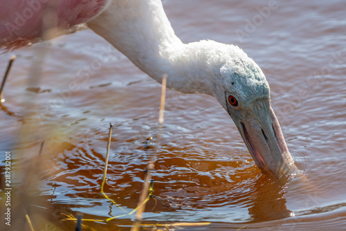 Foto Juvenile roseate spoonbill dipping its beak into a shallow marsh pond