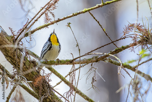 Yellow-throated warbler pointing its bill upward while perched on a cypress branch