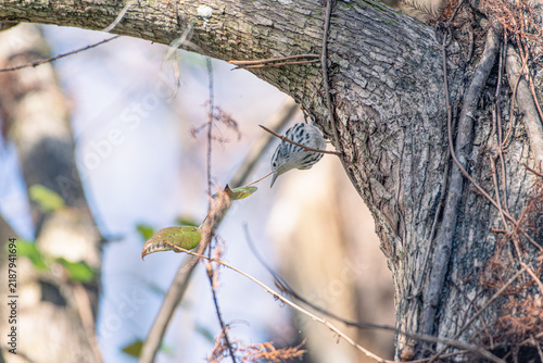 Black-and-white warbler navigating dense tangled vines and twigs